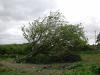 Old whitethorne at Bradfield farm in Killowen_thumb.jpg 2.3K
